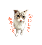 飼い猫のきもち（個別スタンプ：1）