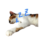 飼い猫のきもち（個別スタンプ：3）