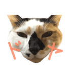 飼い猫のきもち（個別スタンプ：4）