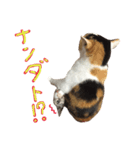 飼い猫のきもち（個別スタンプ：5）