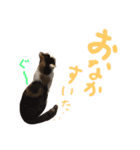 飼い猫のきもち（個別スタンプ：6）