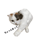 もふもふねこのゆるいスタンプ（個別スタンプ：11）
