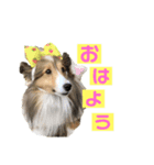 シェルティ クララのまったりスタンプ（個別スタンプ：2）