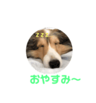 シェルティ クララのまったりスタンプ（個別スタンプ：8）