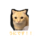うにすたんぷす（個別スタンプ：1）