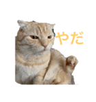 うにすたんぷす（個別スタンプ：3）