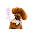トイプードル＊ちくわ（個別スタンプ：1）