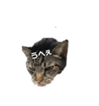 猫の主張（個別スタンプ：1）
