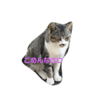 猫の主張（個別スタンプ：4）