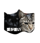 猫の主張（個別スタンプ：5）