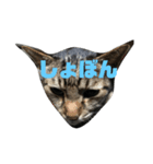 猫の主張（個別スタンプ：7）
