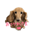 ダックス犬のつぶやき（個別スタンプ：1）