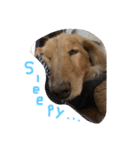 ダックス犬のつぶやき（個別スタンプ：2）