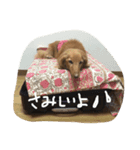 ダックス犬のつぶやき（個別スタンプ：3）