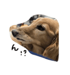 ダックス犬のつぶやき（個別スタンプ：4）