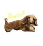ダックス犬のつぶやき（個別スタンプ：5）
