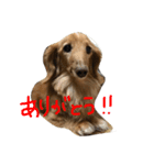 ダックス犬のつぶやき（個別スタンプ：6）