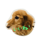 ダックス犬のつぶやき（個別スタンプ：7）