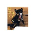 超絶らんまスタンプ2（個別スタンプ：1）