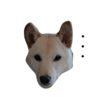 柴犬テンション（個別スタンプ：1）