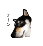 柴犬テンション（個別スタンプ：2）