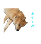 柴犬テンション（個別スタンプ：3）