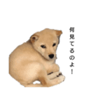 柴犬テンション（個別スタンプ：4）