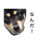 柴犬テンション（個別スタンプ：5）