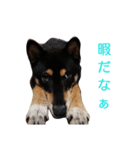 柴犬テンション（個別スタンプ：6）
