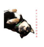 柴犬テンション（個別スタンプ：7）