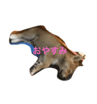 柴犬 KAIくん（個別スタンプ：1）