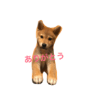 柴犬 KAIくん（個別スタンプ：3）