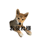 柴犬 KAIくん（個別スタンプ：6）