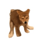 柴犬 KAIくん（個別スタンプ：7）
