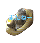 柴犬 KAIくん（個別スタンプ：8）