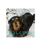 愛犬のスタ（個別スタンプ：1）