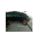 愛犬のスタ（個別スタンプ：2）