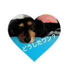 愛犬のスタ（個別スタンプ：3）