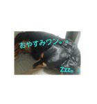 愛犬のスタ（個別スタンプ：4）