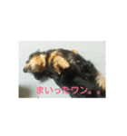 愛犬のスタ（個別スタンプ：5）