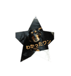 愛犬のスタ（個別スタンプ：6）