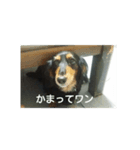 愛犬のスタ（個別スタンプ：7）