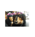 愛犬のスタ（個別スタンプ：8）