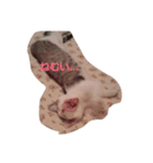 じじとちくわ（個別スタンプ：1）