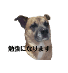 橙と紅丸（個別スタンプ：1）