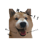 橙と紅丸（個別スタンプ：4）