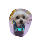 藤谷ファミリー（個別スタンプ：1）