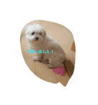 藤谷ファミリー（個別スタンプ：3）