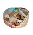 藤谷ファミリー（個別スタンプ：4）