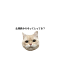 猫のムー（個別スタンプ：1）